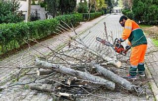 Esenyurt’ta teke böceğiyle mücadele sürüyor
