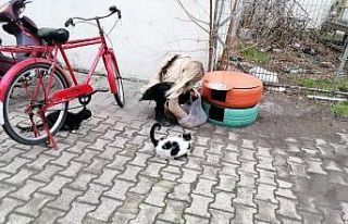 Eski araç lastikleri kedi evi oldu