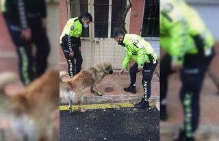 Eşme’de sokak hayvanları beslendi