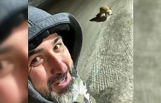 Et dolu aracın yanında aç tilkinin karnını doyurdu...