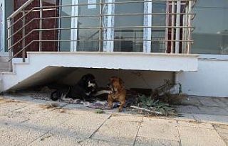 Ev sahibi kulübelerden rahatsız olunca olan sokak...
