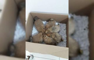 Evcil hayvan kaçakçılarının yöntemi ‘pes’...