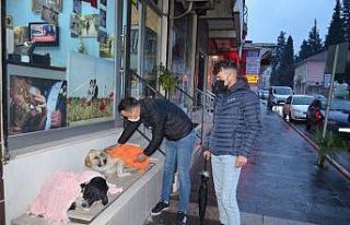 Evden getirdiği şallarla sokakta yatan köpeklerin...