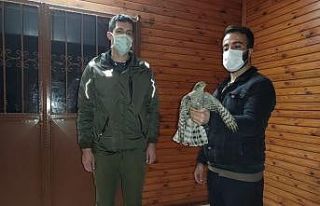 Evinin önünde yaralı atmaca buldu