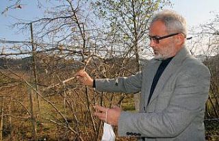 Fındık üreticisi kar bekliyor