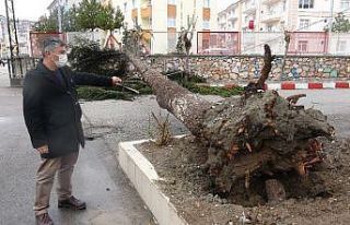 Fırtınaya dayanamayan çam ağacı böyle devrildi