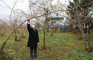 FİSKOBİRLİK’ten fındık üreticilerine sigorta...