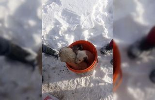 Fosseptik çukuruna düşen yavru köpekler kurtarıldı