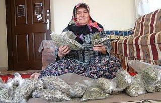Geçimini dağlarda yetişen otlardan sağlıyor