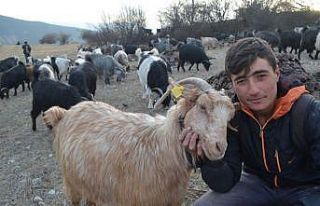 Genç çobanın hedefi veteriner olmak
