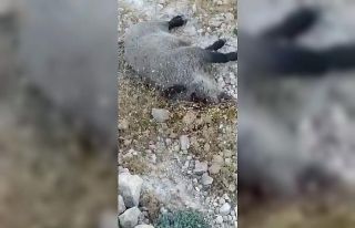 Gercüş’te yaban domuzları köylülerin kabusu...