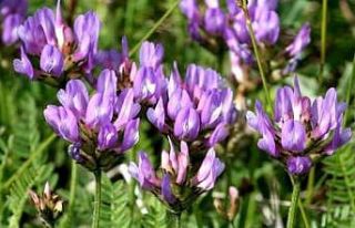 Geven Otu yaşlanma karşıtı ürün pazarını değiştirebilir