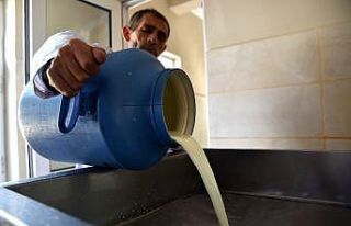 Günde 3 ton süt işleniyor