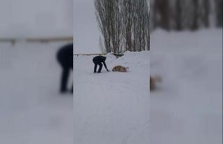 Güroymak Belediyesinden sokak hayvanlarına mama...