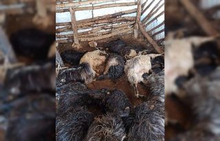 Güroymak’ta 43 hayvan havasızlıktan telef oldu