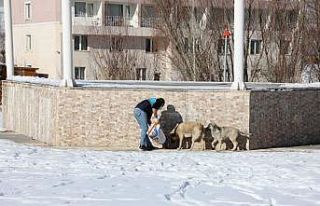 Gürpınar Belediyesi sokak hayvanlarını unutmadı