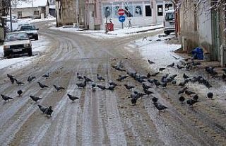 Güvercinlerin karda yiyecek bulma telaşı