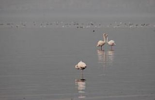 Güzellikleri ile büyüleyen flamingolar İzmit Körfezi’ni...
