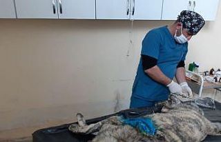 Hakkari belediyesi, vücudunda kesikler olan köpeği...