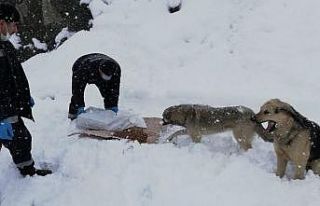 Hakkari’de sokak hayvanları karlı günlerde de...