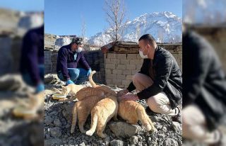 Hakkari’de sokak kedileri sevgiyle besleniyor