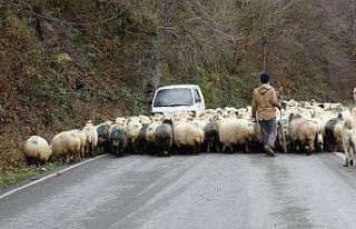 Havalar sıcak gidince yaylaya çıkmışlardı, havalar...