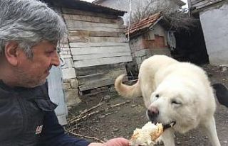 Hayırsever fırıncı sokak hayvanlarını besliyor