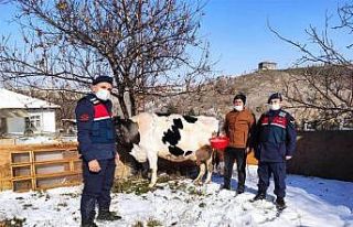 Hayvan hırsızlığı yaptıkları iddiasıyla 2...