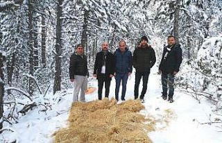 Hisarcık’ta yaban hayvanları unutulmadı