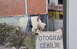 Horozlar da fotoğraf çektirdi