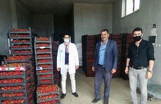 Hüyük’ün organik çileği kışın da üretiliyor