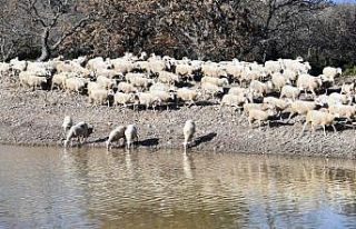 İçme suyu göletleri geldi, hayvancılık yeniden...