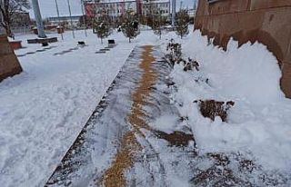 Iğdır’da kar yağışının ardından yaban hayvanları...
