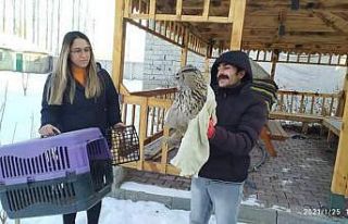 Iğdır’da yaralı puhu kuşu tedavi altına alındı