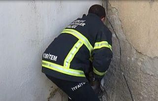 İki bina arasına sıkışan köpek bakın nasıl...