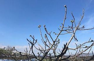 İncir ağacı Ocak ayında meyve verdi