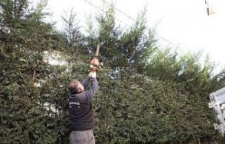 İnegöl’de budama çalışmaları