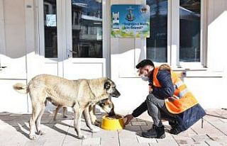 İnönü Belediyesi sokak hayvanlarına mama ve sevgi...