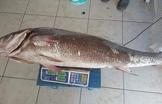 İnsan boyundaki levrek görenleri şaşırttı