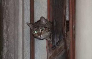 İş yerinde mahsur kalan kediyi itfaiye kurtardı