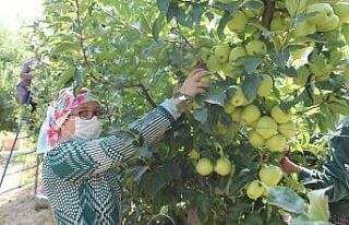 Isparta’da elma üretimi rekor kırdı, kentte bu...