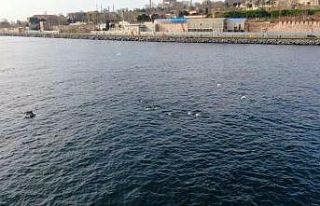 İstanbul Boğazı’nda yunus şöleni