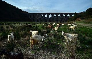 İstanbul’da kuraklık nedeniyle balıkların yüzdüğü...