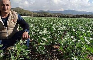 İzmir’de bakla ve bezelye çiçek açtı