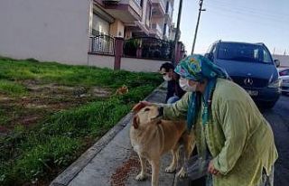 İzmir’de sokak hayvanları için 100 ton mama