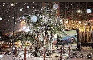 İzmit’in 600 yıllık zeytin ağacından kar manzarası