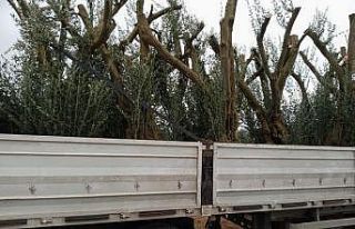 İznik’te tarihî satış...