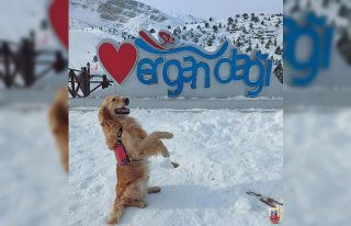 Jandarma arama kurtarma köpeği ‘Bulut’ Ergan’da...