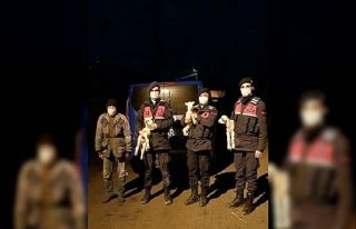 Jandarma donmak üzere olan başıboş kuzuları sahibine...