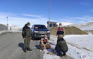 Jandarma kaçak avlanmış tilki postu ele geçirdi